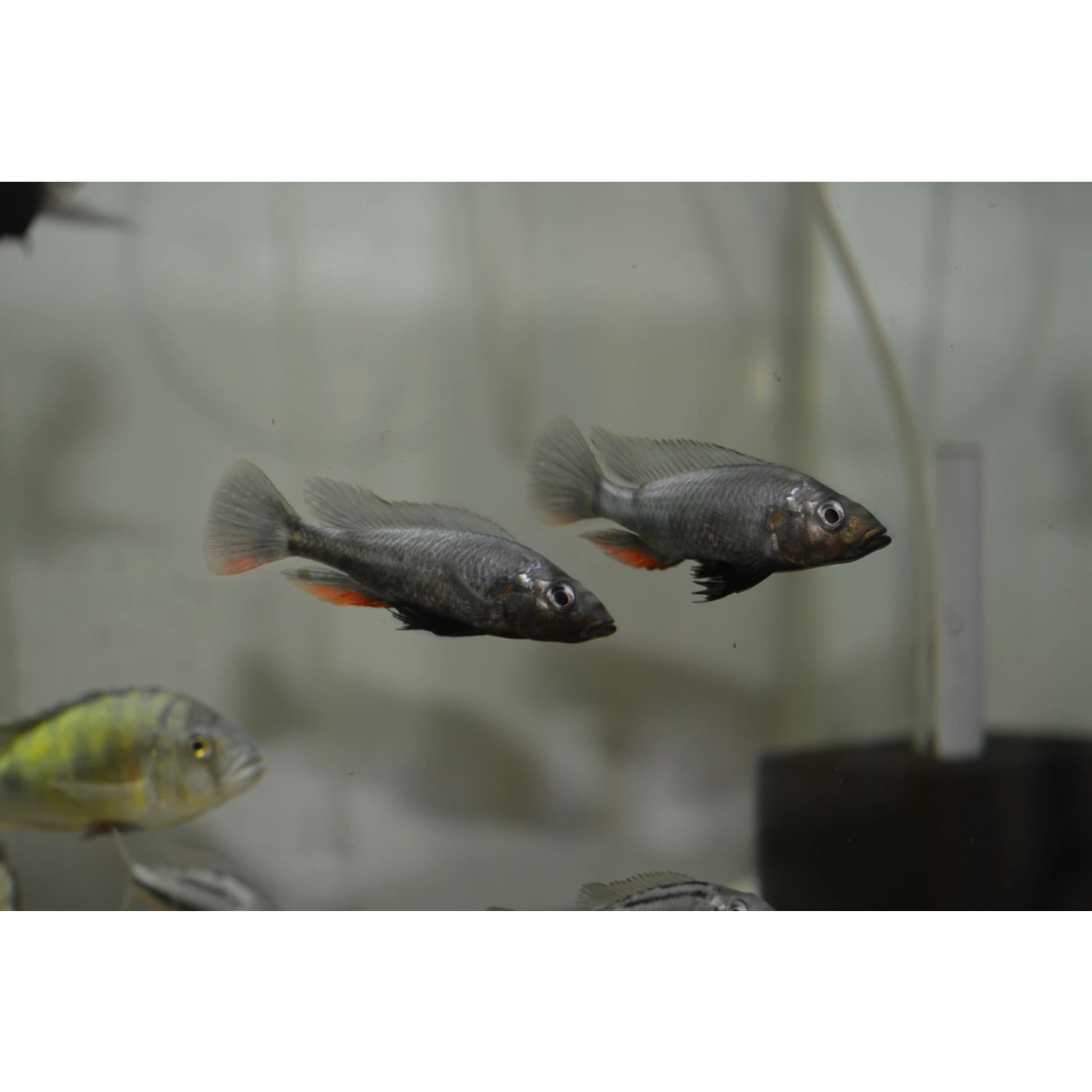 Haplochromis theuertherion
